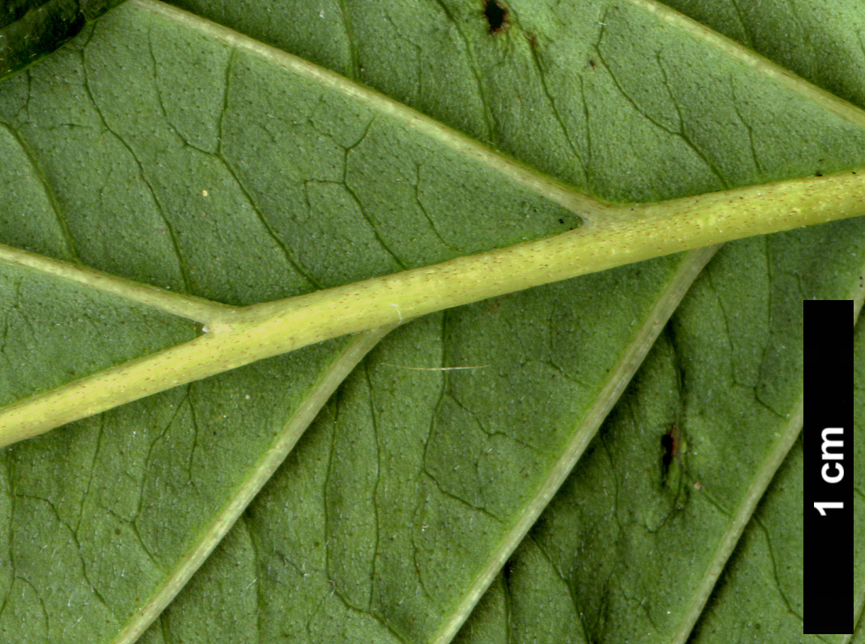 High resolution image: Family: Cornaceae - Genus: Cornus - Taxon: ×horseyi (C.amomum × C.macrophylla)